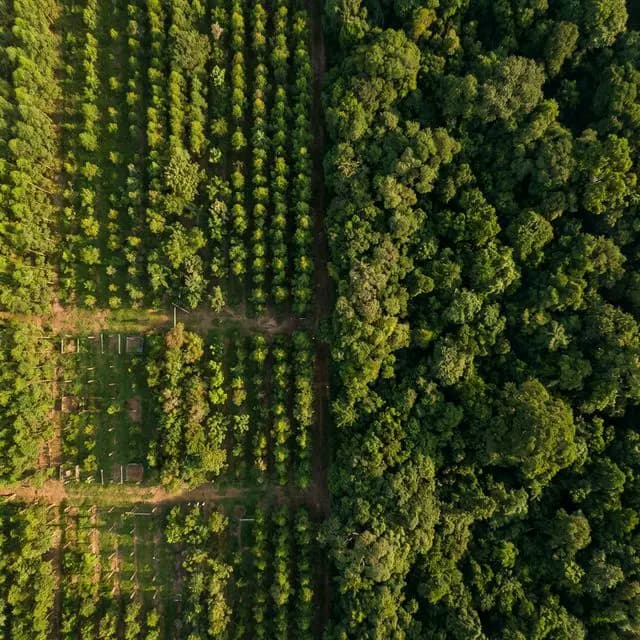 Reflorestamento Esperança Verde